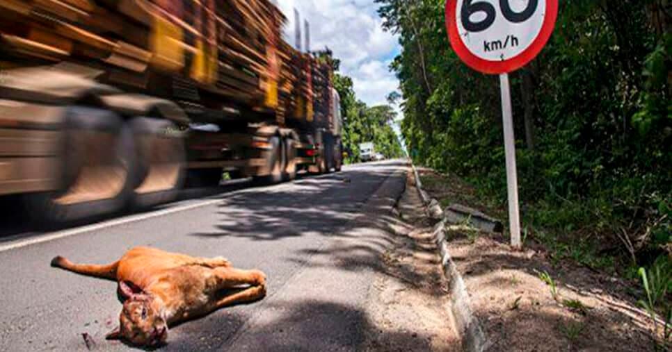 Animais mortos no trânsito (Foto: Reprodução)