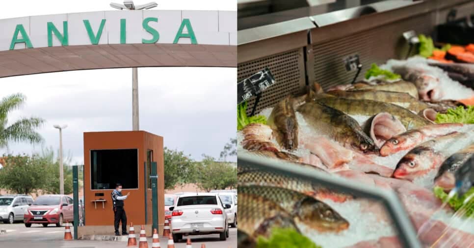 Falta de higiene e deterioração: ANVISA interdita peixaria nº1 de Florianópolis e novo decreto chega em 2025