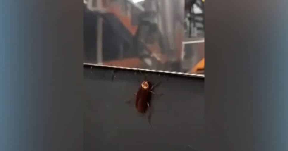 Barata na academia