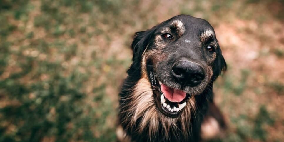 Cachorro (Foto: Canva) Cachorro (Foto: Canva)
