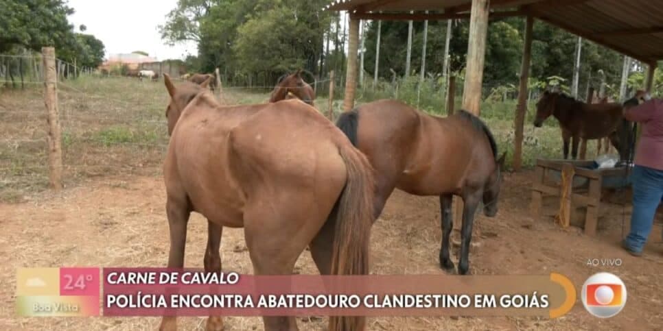 Cavalos resgatados (Foto: Reprodução / Globo) Cavalos resgatados (Foto: Reprodução / Globo)