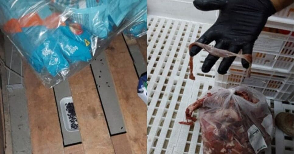 Fezes de rato e carne deteriorada