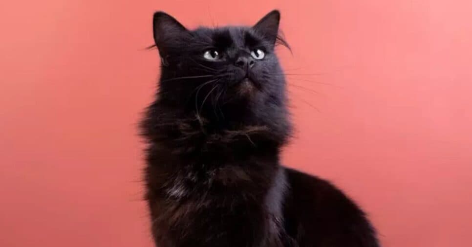 A procura por adoção de gatos aumentou por conta da situação (Foto Reprodução/UOL)