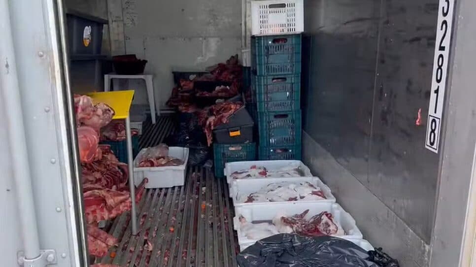 Carne estragada em contêiner em Itajaí — Foto: Reprodução/Vigilância Sanitária de Itajaí
Carne estragada em contêiner em Itajaí — Foto: Reprodução/Vigilância Sanitária de Itajaí