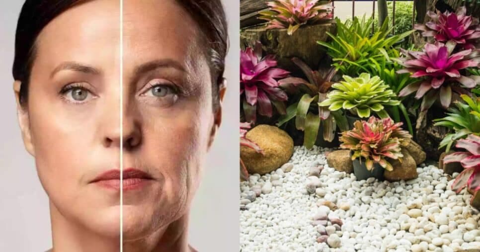 Fim das manchas e acnes: Planta mágica paralisa a flacidez e traz pele de porcelana às 45+