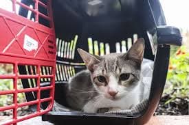 Animais deverão ser transportados em locais próprios (Foto Reprodução/Internet)