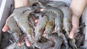 90% dos camarões analisados estavam contaminados com microplásticos (Foto Reprodução/Xodó) 90% dos camarões analisados estavam contaminados com microplásticos (Foto Reprodução/Xodó)