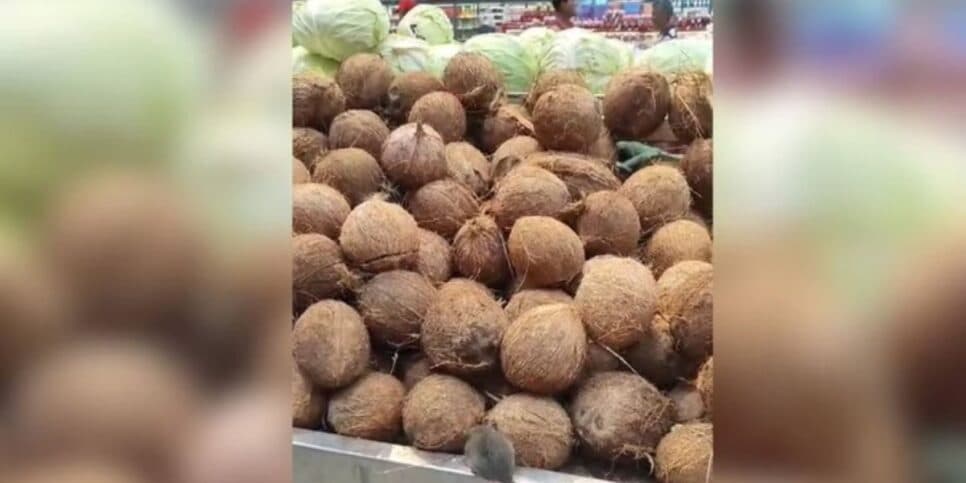 Um dos registros feitos por clientes aonde ratos aparecem em meio às frutas em uma unidade do Tatico no DF (Foto Reprodução/Montagem/Metrópoles/Instagram)