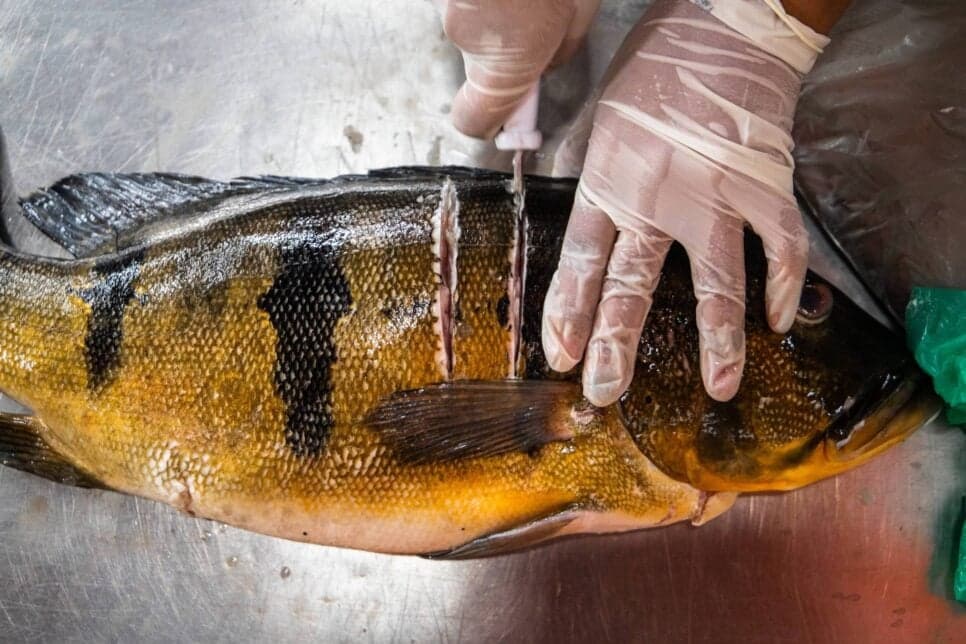 É preciso se manter em alerta quanto aos peixes comercializados (Foto Reprodução/Montagem/Tv Foco/Canva)