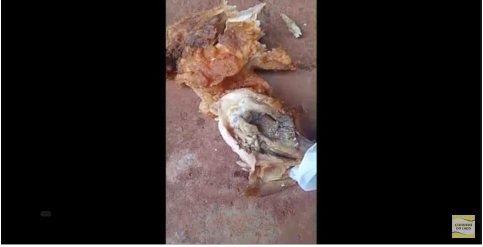 Vítima mostrou em imagens o frango totalmente tomado por larvas (Foto Reprodução/Correio do Lago/YouTube)