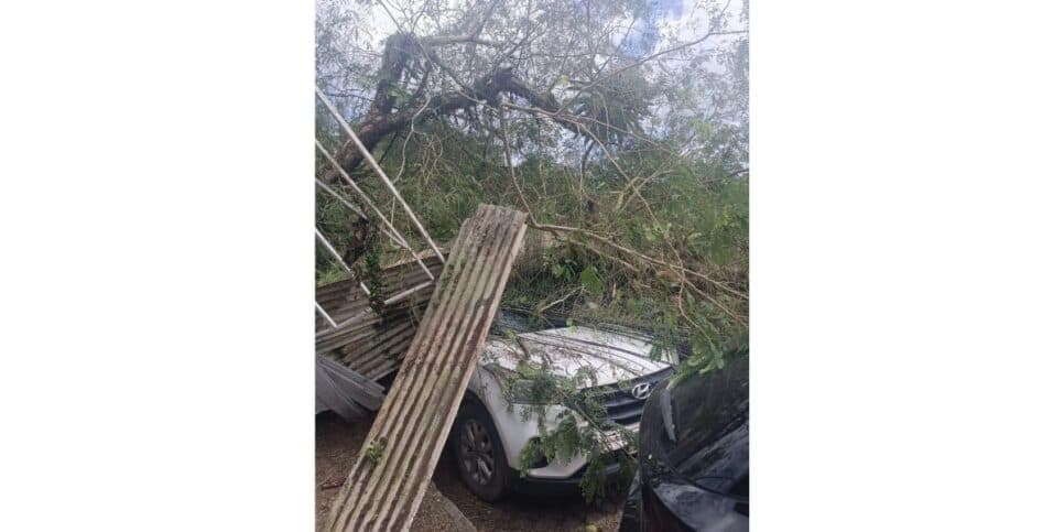Árvore cai em carros (Foto: Reprodução / TV Jornal)