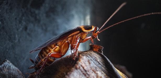Barata foi identificada como barata de cozinha (Foto Reprodução/Internet)