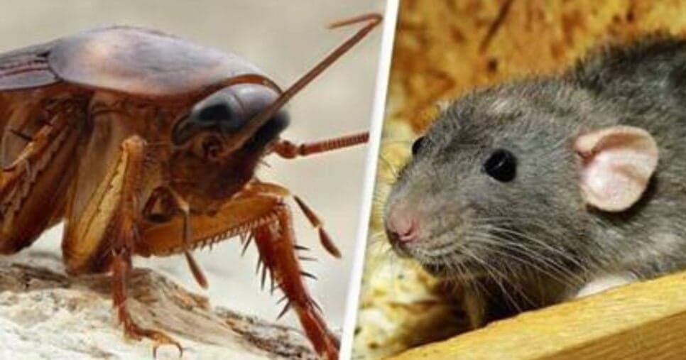 Além dos ratos, algumas baratas também foram encontradas pelos fiscais (Foto Reprodução/Montagem/Internet) Além dos ratos, algumas baratas também foram encontradas pelos fiscais (Foto Reprodução/Montagem/Internet)