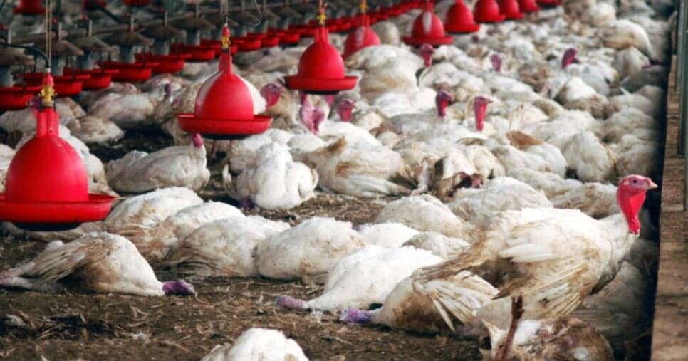 Situação atinge milhares de aves em Granja na região do Sul do país (Foto Reprodução/CNN)