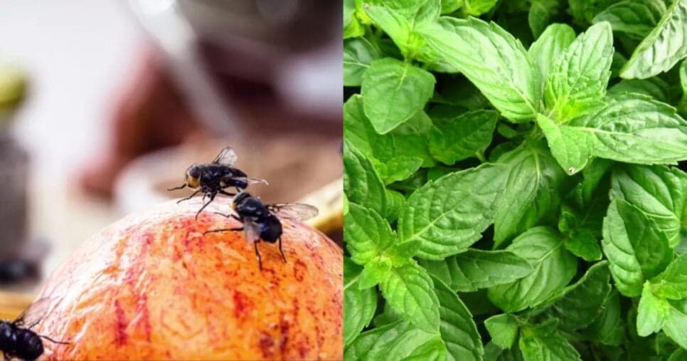 Você odeia moscas? Planta para você ter na janela da cozinha afasta elas para sempre