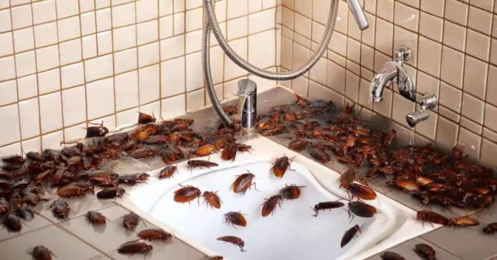 Dedetização natural: Solução caseira extermina baratas e livra a cozinha de doenças