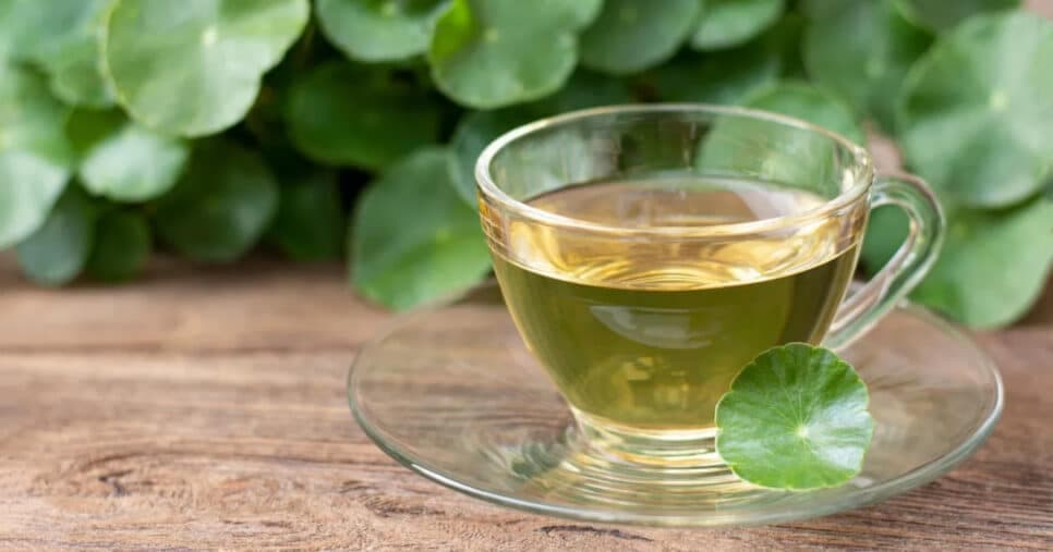 Chá antioxidante com planta acaba com as varizes e o envelhecimento