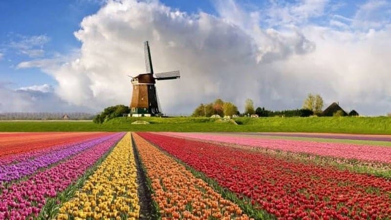 Campo de Flores em Holambra (Foto: Divulgação)