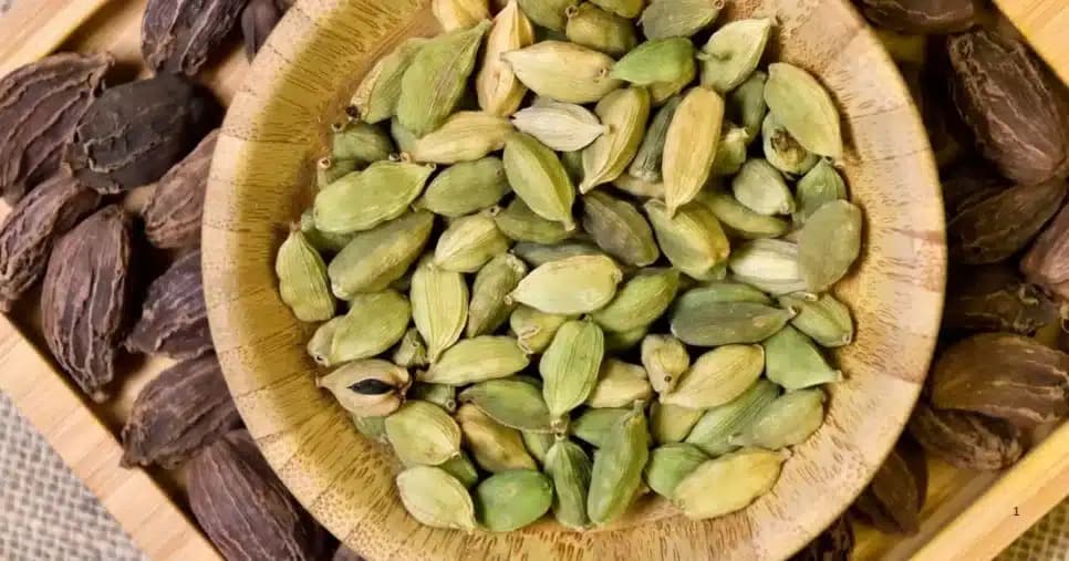 Cardamomo (Foto Reprodução/Canva)