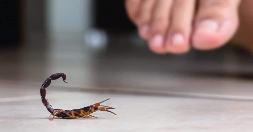 Único passo acaba com as lacraias e escorpiões em minutos