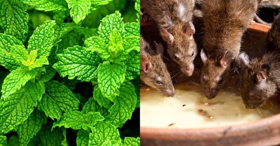 Uma planta simples é capaz de afastar 100% dos ratos e baratas da sua casa