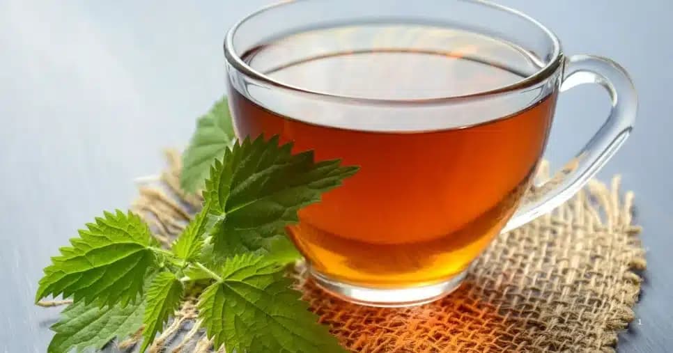 Chá de Cavalinha (Foto Reprodução/Canva)