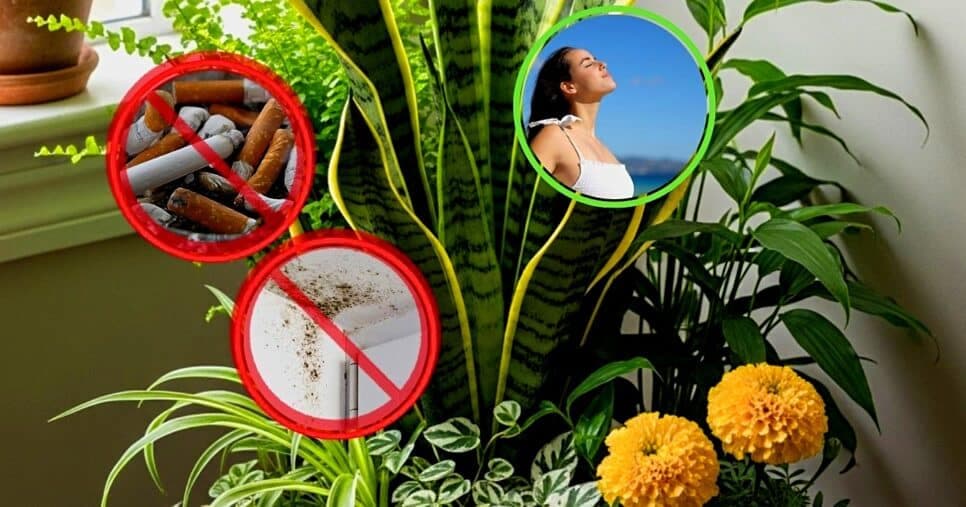 A planta que purifica o ar, elimina mofo e até cheiro de cigarro em casa