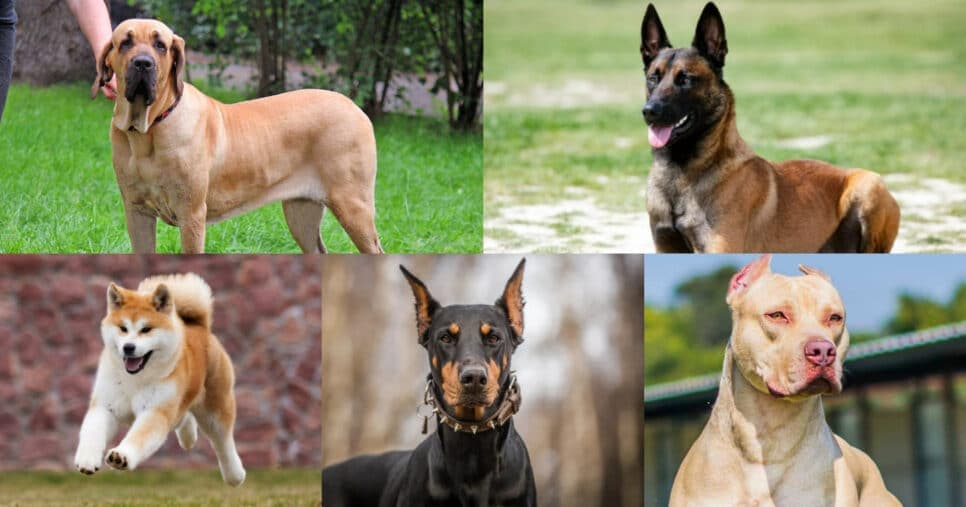 Cães que não podem entrar nos shoppings de Salvador, BA (Foto: Reprodução/Montagem TV Foco) Cães que não podem entrar nos shoppings de Salvador, BA (Foto: Reprodução/Montagem TV Foco)