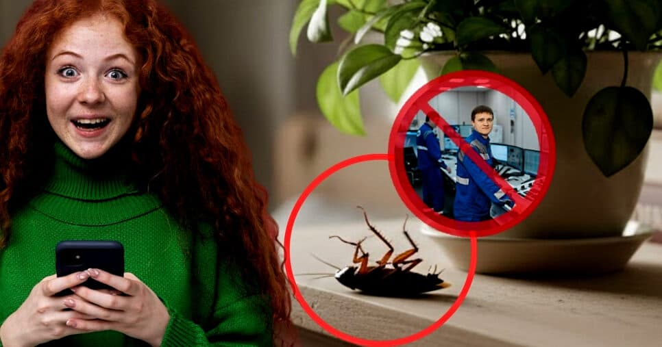Truque caseiro com planta extermina baratas do quarto sem gastar com dedetizador