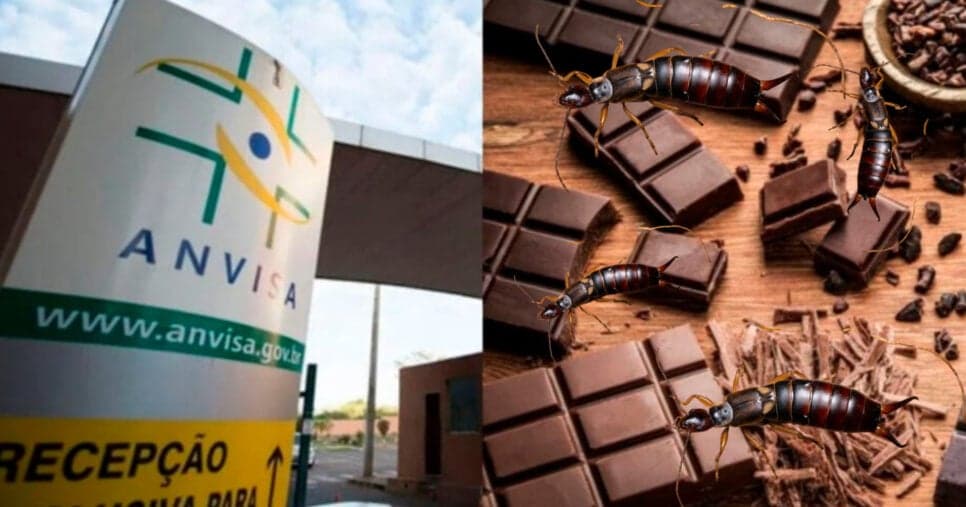 Regra da ANVISA: Por que seu chocolate pode estar com insetos?