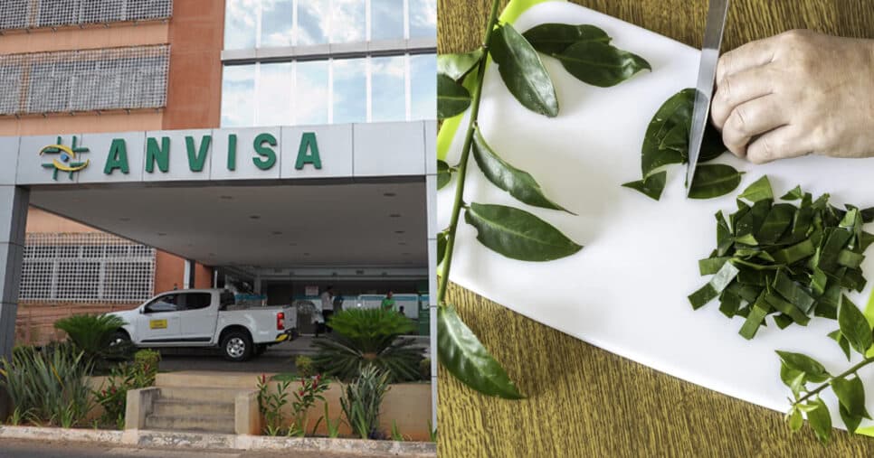 Chegou a vez da ora-pro-nóbis: Anvisa informa suspensão de marca com planta popular das idosas em 2025