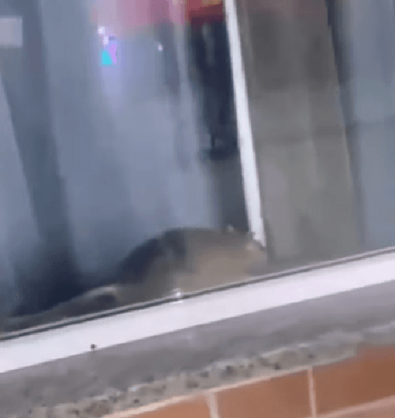 Imagem do rato no vídeo (Foto: Reprodução)