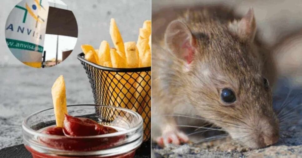 Lei da ANVISA: Por que seu ketchup pode estar com pelos de rato?
