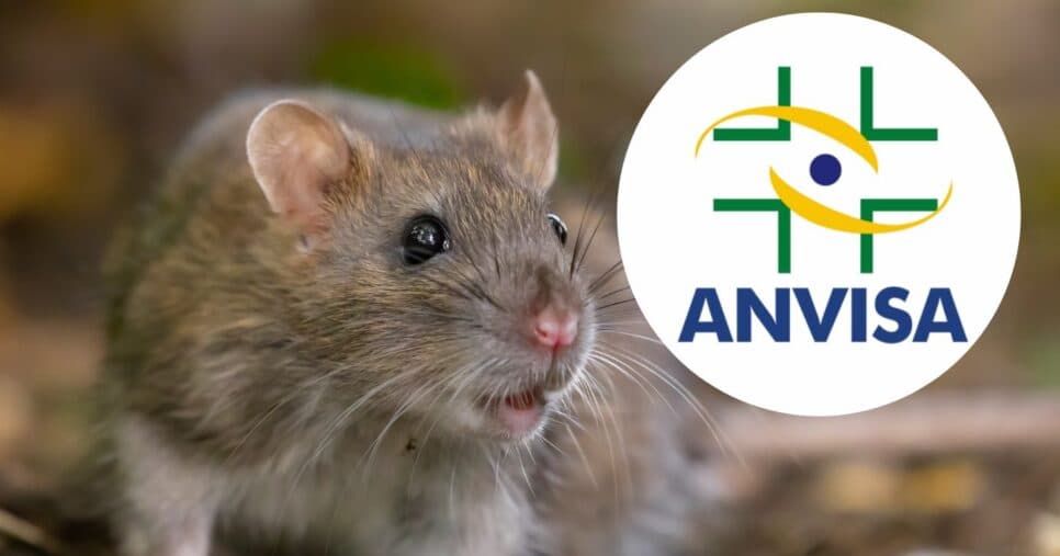 Pelo de roedor no chocolate: Lei da Anvisa informa sujeira em doce mais popular do Brasil