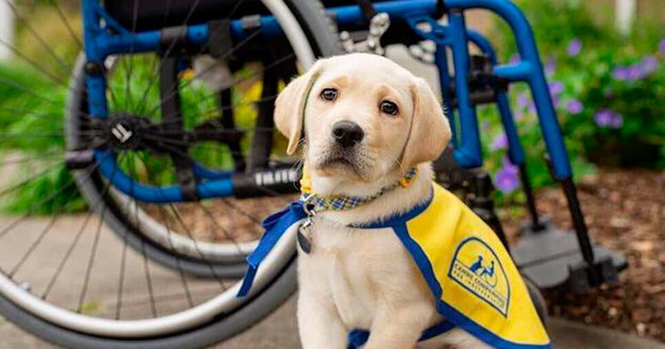 Cães de assistência (Foto: Reprodução)