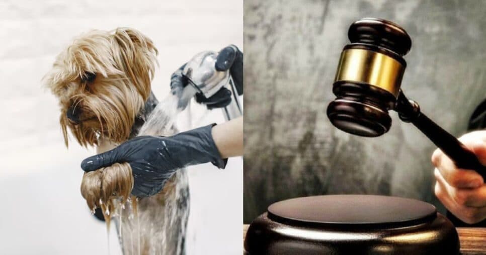 Nova lei estadual em vigor hoje (21) traz obrigação inédita aos pet shops em 2026