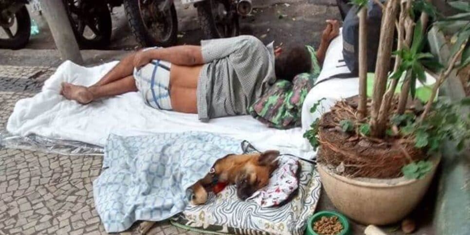 Abrigos obrigados a aceitas pets em Belo Horizonte (Reprodução: Divulgação)