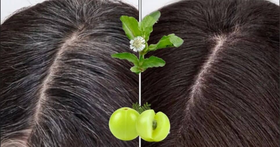 Óleo natural escurece o cabelo branco e salva fios da química