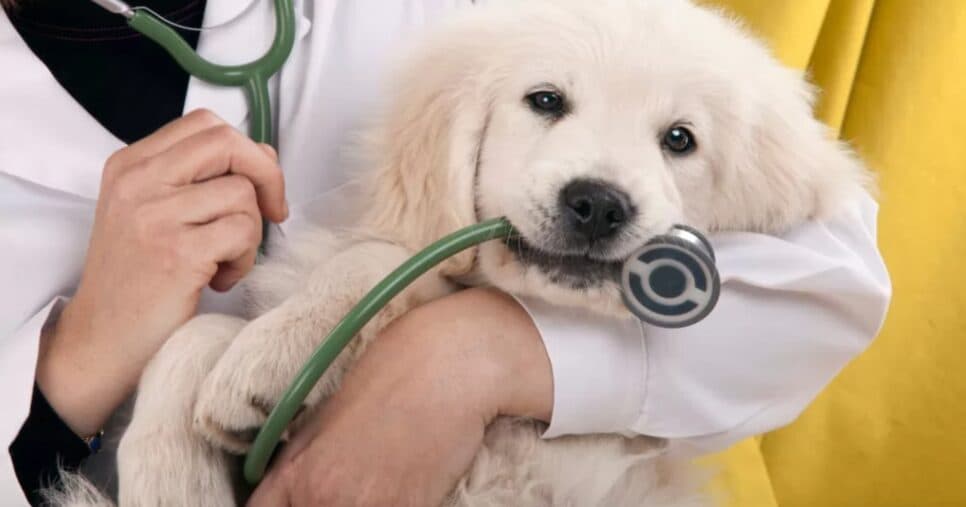 Os pets devem ficar em locais confortáveis e receberem o tratamento adequado (Foto: Reprodução/ Internet) Os pets devem ficar em locais confortáveis e receberem o tratamento adequado (Foto: Reprodução/ Internet)