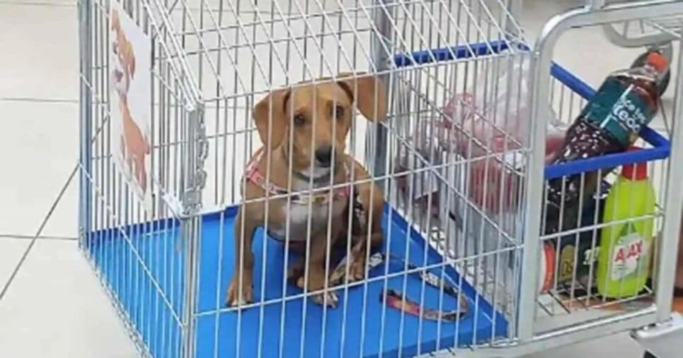 Cachorro em supermercado Cachorro em supermercado