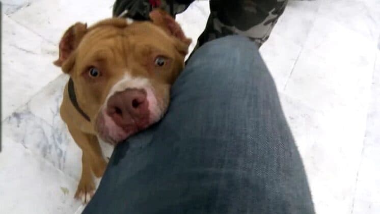 Em protesto de professores no Paraná, cinegrafista da Band é atacado por pit bull da PM