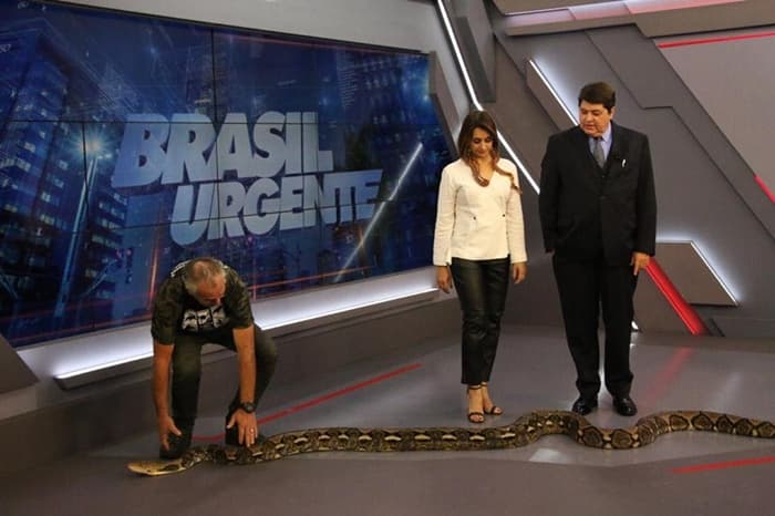 Catia Fonseca leva cobra ao programa de Datena (Foto: TV Foco) Catia Fonseca leva cobra ao programa de Datena (Foto: TV Foco)