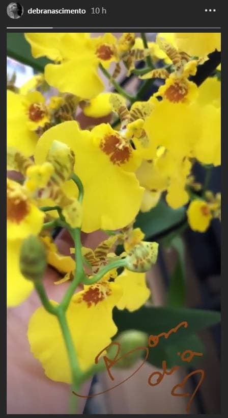 Débora Nascimento dá "bom dia" com foto de orquídeas Foto: reprodução/ instagram Débora Nascimento dá "bom dia" com foto de orquídeas Foto: reprodução/ instagram