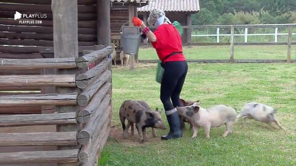 A Fazenda 2019: Andréa de Nóbrega é atacada por porcos e susto é transmitido ao vivo