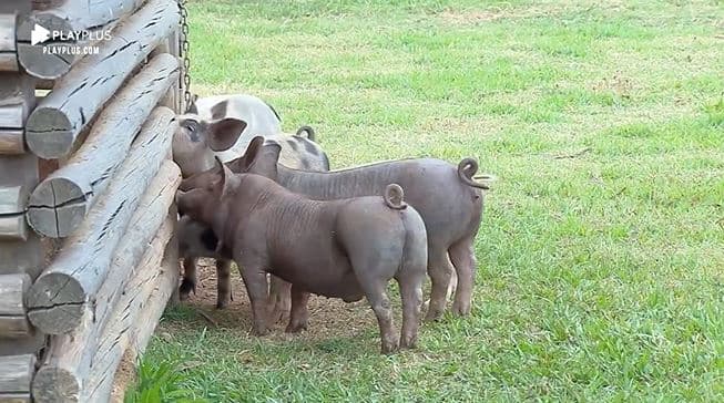 Andréa de Nóbrega é atacada por porquinhos dentro de A Fazenda 11 e clama desesperada por socorro (Reprodução: PlayPlus) Andréa de Nóbrega é atacada por porquinhos dentro de A Fazenda 11 e clama desesperada por socorro (Reprodução: PlayPlus)