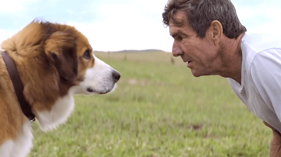 Globo vai exibir o filme Quatro Vidas de um Cachorro na Sessão da Tarde desta quarta-feira (16)