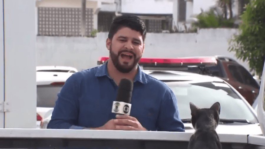 Repórter da Globo é interrompido por gatinho fofo enquanto tenta gravar uma passagem. Foto: Reprodução Repórter da Globo é interrompido por gatinho fofo enquanto tenta gravar uma passagem. Foto: Reprodução