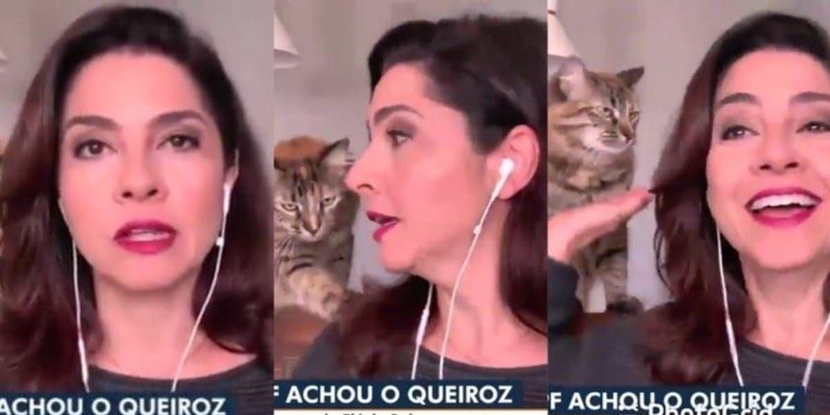 Carolina Bahia, jornalista da NSC, filial da Bahia, foi interrompida por sua gata, Kitty, ao vivo (Imagem: Globo) Carolina Bahia, jornalista da NSC, filial da Bahia, foi interrompida por sua gata, Kitty, ao vivo (Imagem: Globo)