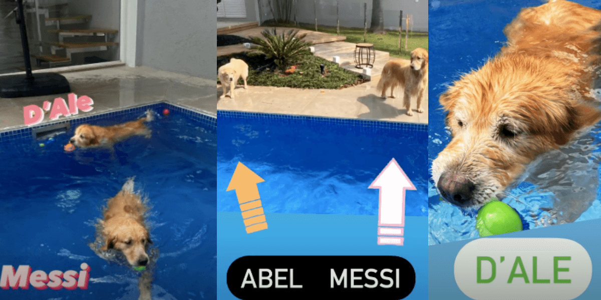 Apresentadora mostra seus cachorros nas redes sociais (Foto: Montagem) Apresentadora mostra seus cachorros nas redes sociais (Foto: Montagem)