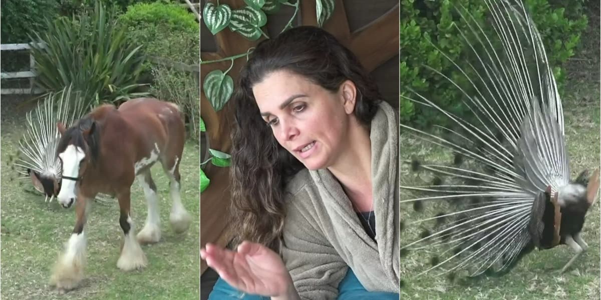 Luiza Ambiel briga com o cavalo Lyon e com pavão (Foto: Reprodução) Luiza Ambiel briga com o cavalo Lyon e com pavão (Foto: Reprodução)